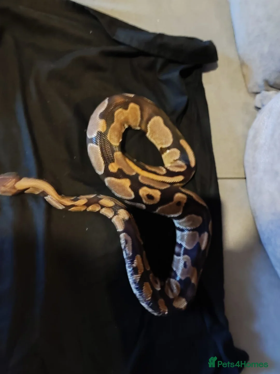 Python Snake reptiles for sale: Stunning Female Royal Python  in Neath - Advert 2