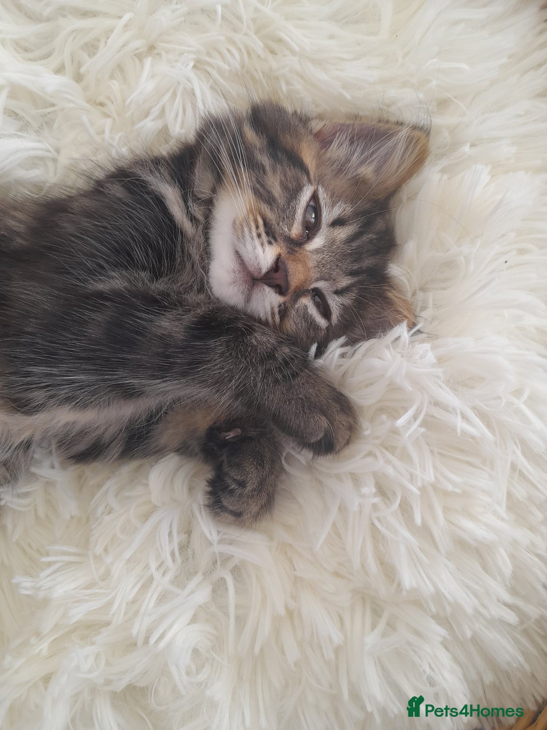 Mixed Breed cats for sale: Affectionate boy kitten in need of forever home - Image 1
