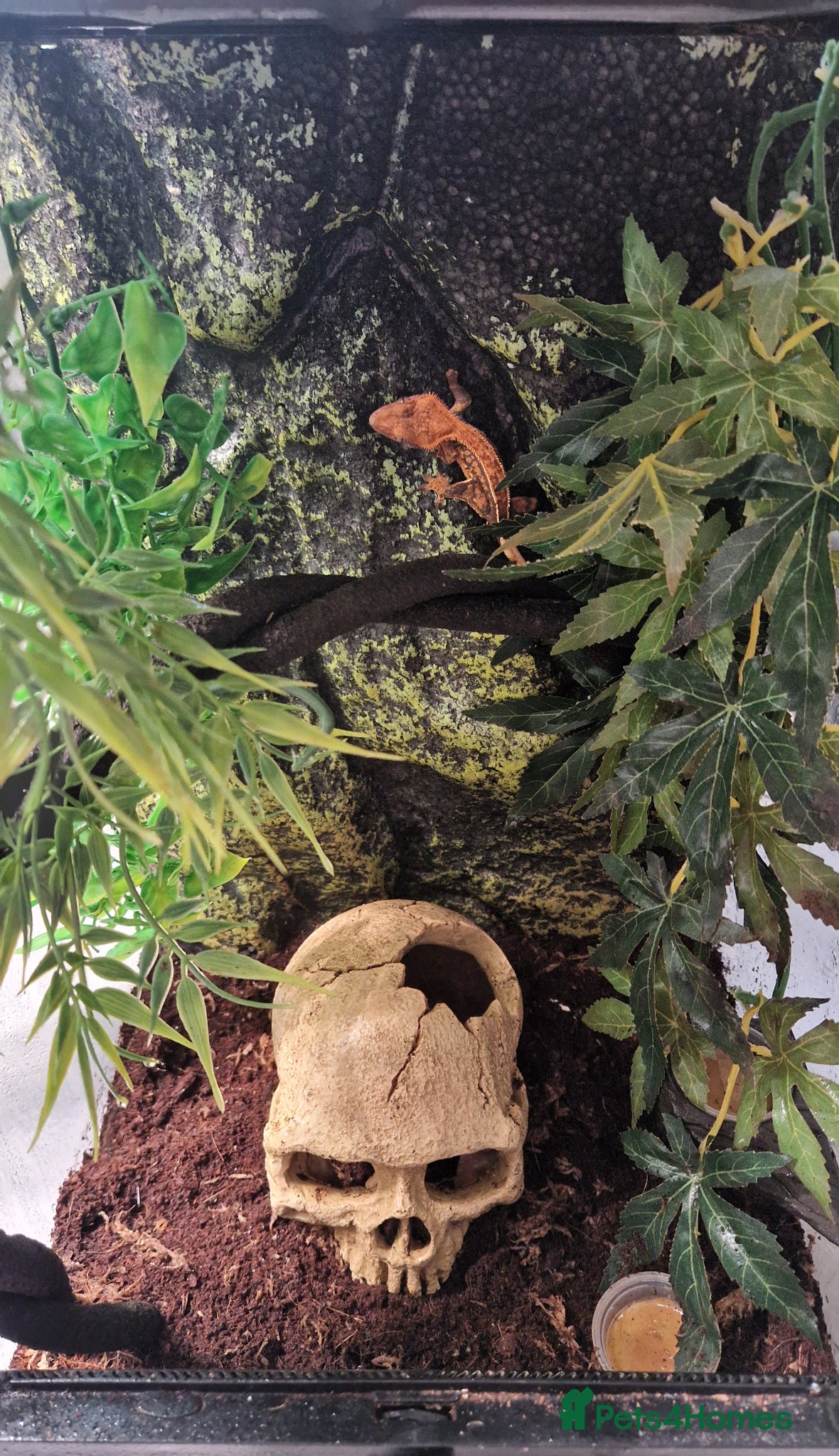 Gecko reptiles Baby crested gecko Tri-colour Pinstripe - Advert 7