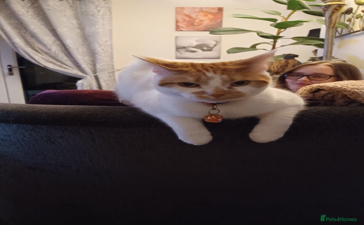 Domestic Shorthair cats - Advert 1