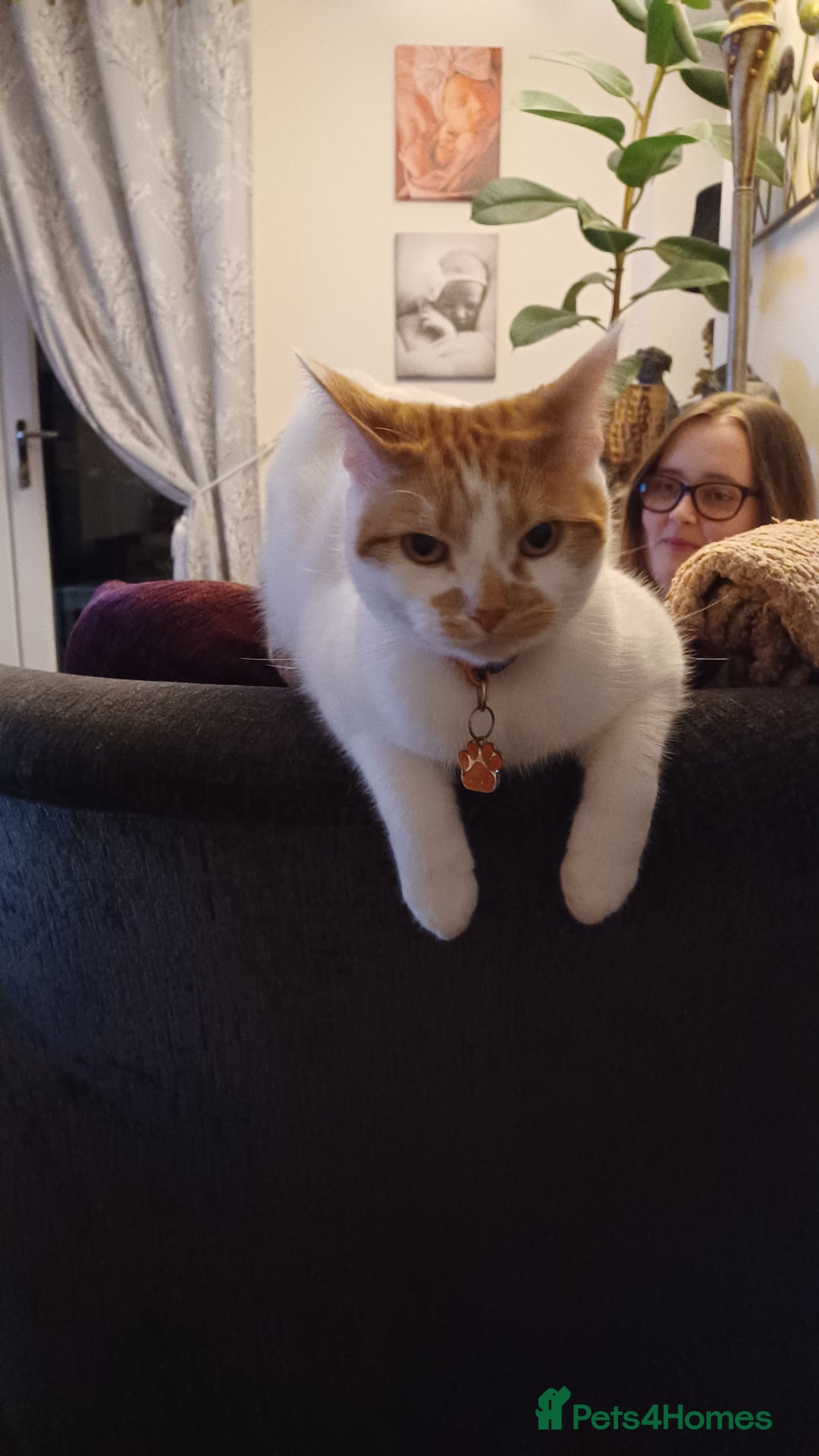 Domestic Shorthair cats for sale: Jaspa - Image 1