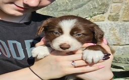 Border Collie dogs for sale: Red/White border collie puppies - Image 4