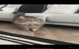 Siberian cats for sale: Rehome - Siberian & Tabby - Image 2