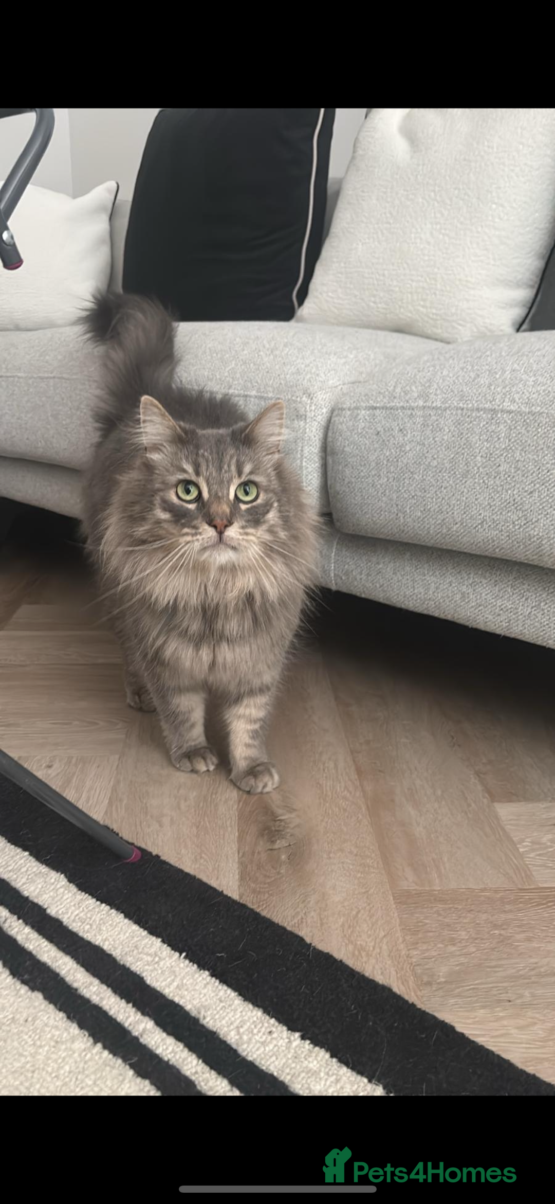 Siberian cats for sale: Rehome - Siberian & Tabby - Image 2