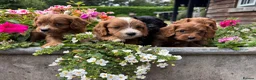 Cavapoo dogs for sale: F1 Cavapoo puppies health test clear - Advert 4