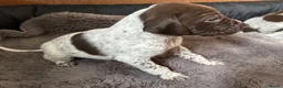 German Shorthaired Pointer dogs for sale: Pure GSP Puppies for sale!  - Advert 12