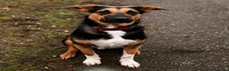 Mixed Breed dogs for adoption: 💙🐶 BRUNO – THIS BEAUTIFUL BOY IS FINALLY READY in Burntwood - Advert 4