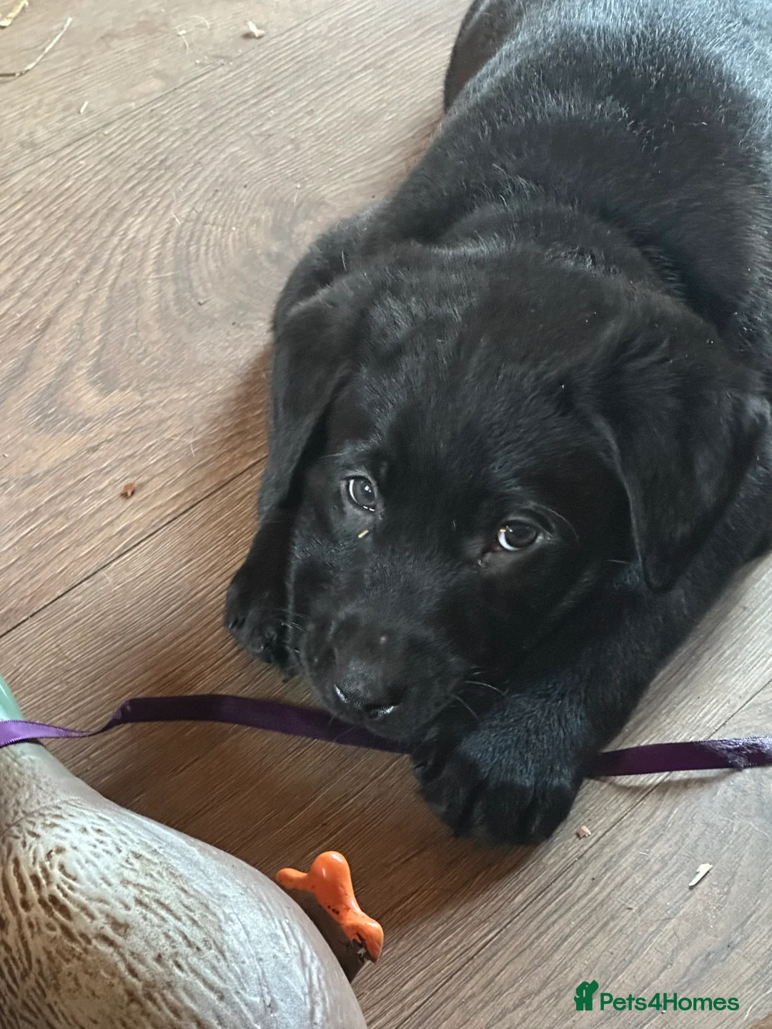 Labrador Retriever dogs for sale: 🔥 KC LABRADOR PUPPIES SILVER CHOCOLATE AND BLACK - Advert 18