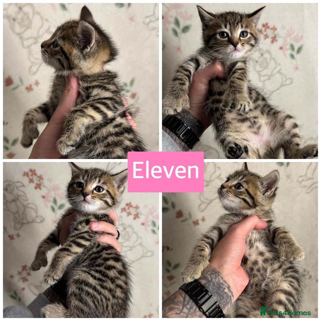 Mixed Breed cats for sale: Pretty Kittens For Sale - Advert 2