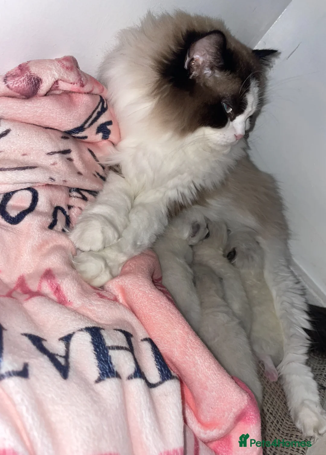 Ragdoll cats for sale: Championship Ragdoll babies  - Advert 7