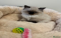 Ragdoll cats for sale: Beautiful Ragdoll Kittens - Advert 5