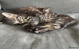 Mixed Breed cats for sale: Adorable kittens for sale  - Image 4