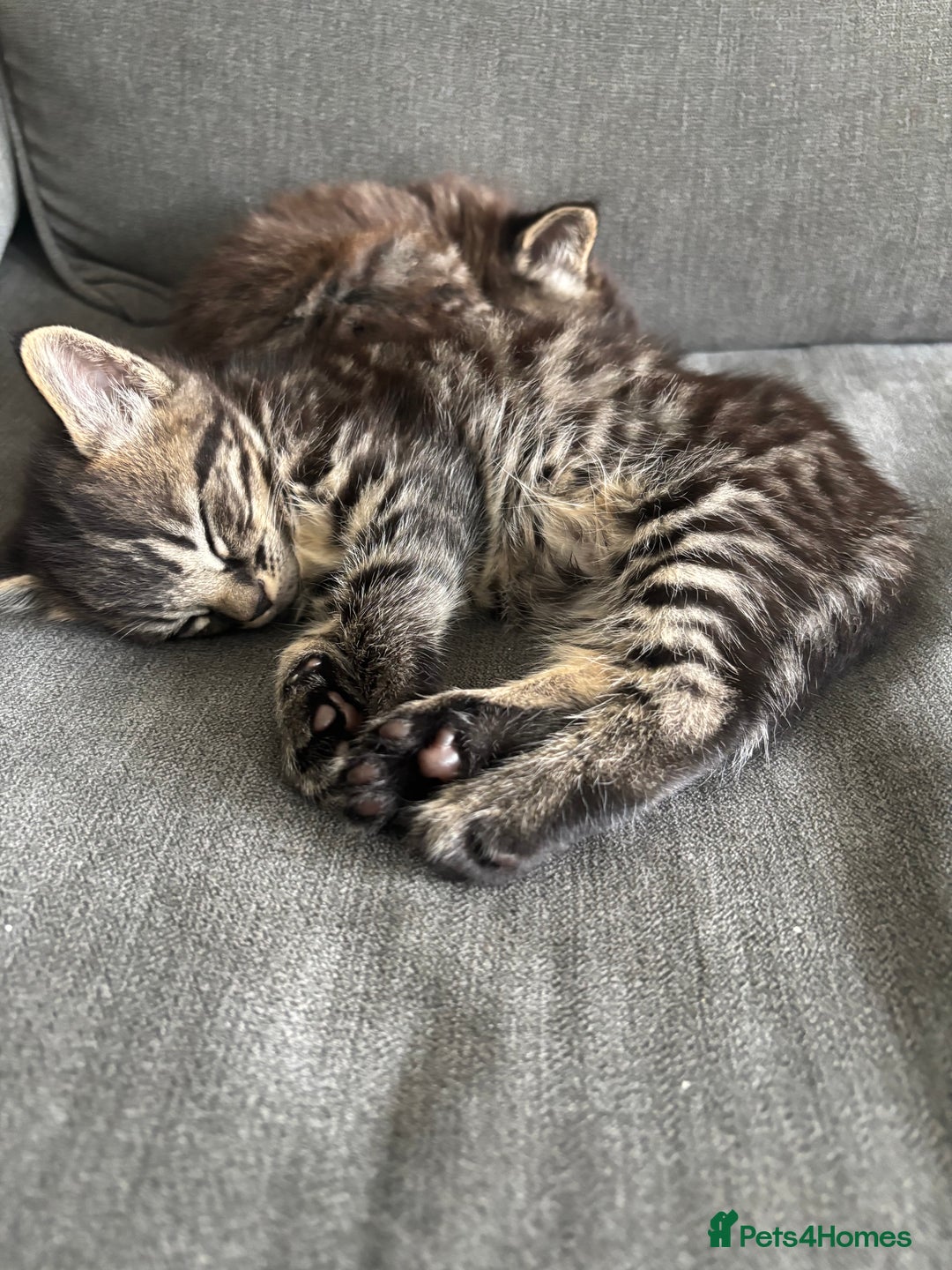 Mixed Breed cats for sale: Adorable kittens for sale  - Image 4