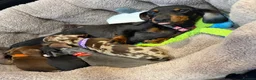 Miniature Dachshund dogs for sale: 🐾✨ GORGEOUS MINIATURE KC DACHSHUND PUPPIES ✨🐾 - Advert 6