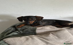 Dachshund dogs for sale: Rehoming 18 month old girl  - Image 1