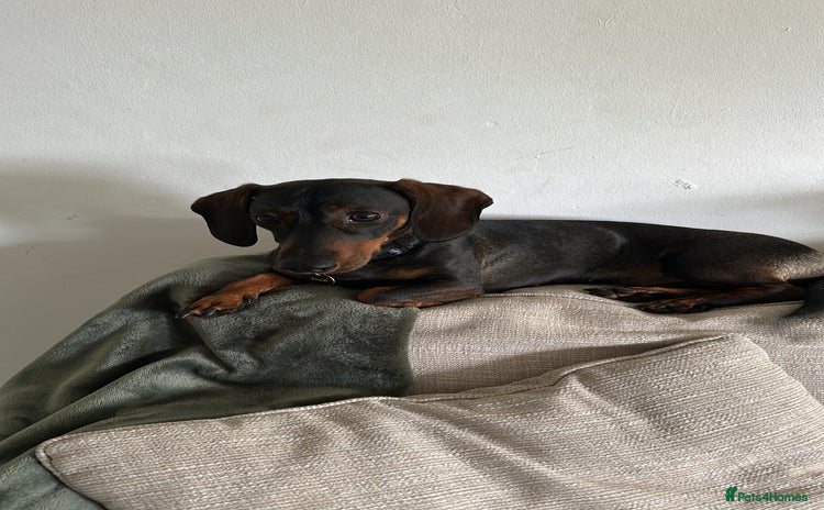 Dachshund dogs - Advert 2