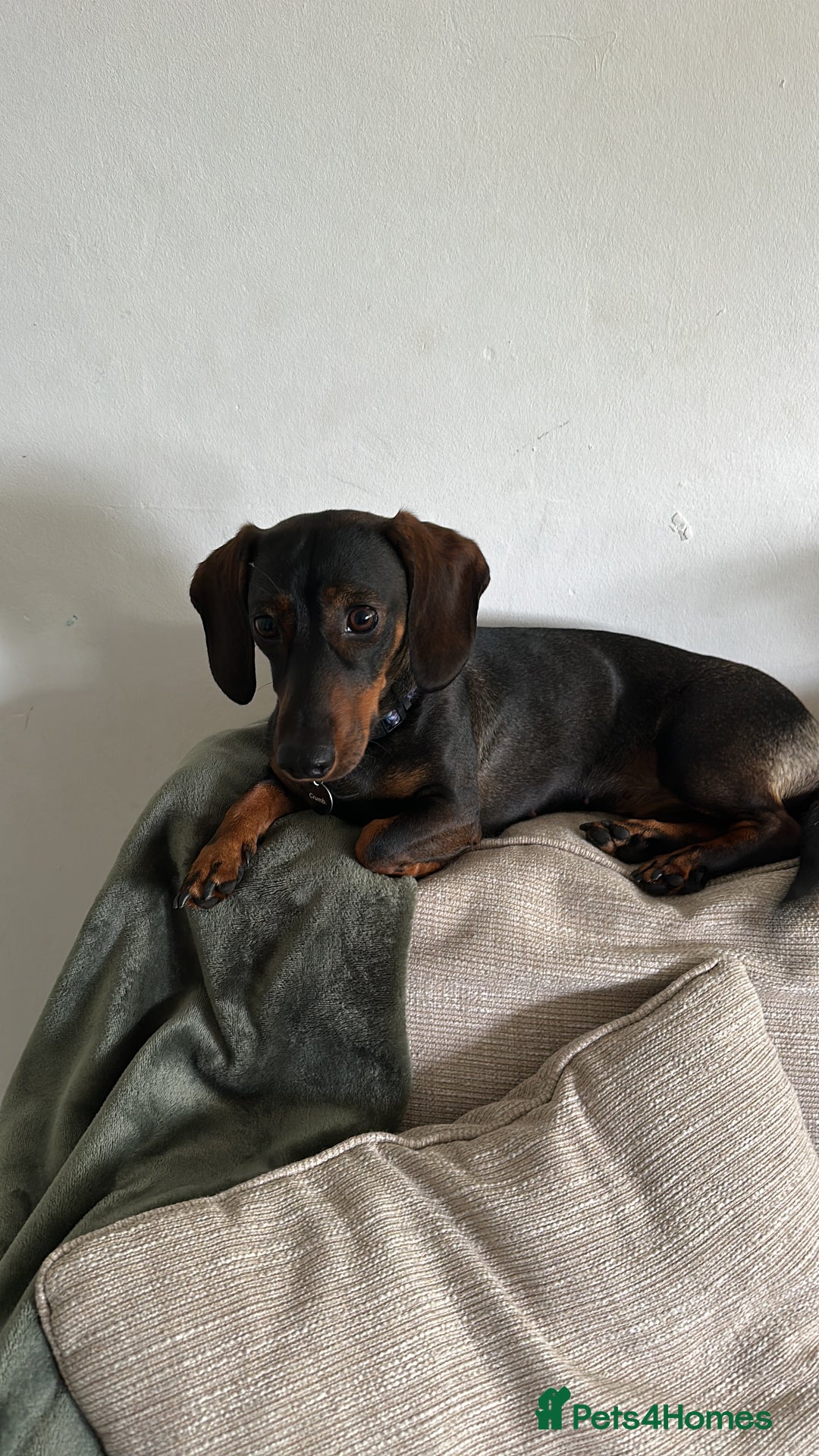 Dachshund dogs for sale: Rehoming 18 month old girl  - Image 1