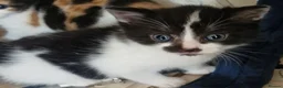 Mixed Breed cats for sale: Kittens 😸  - Advert 7