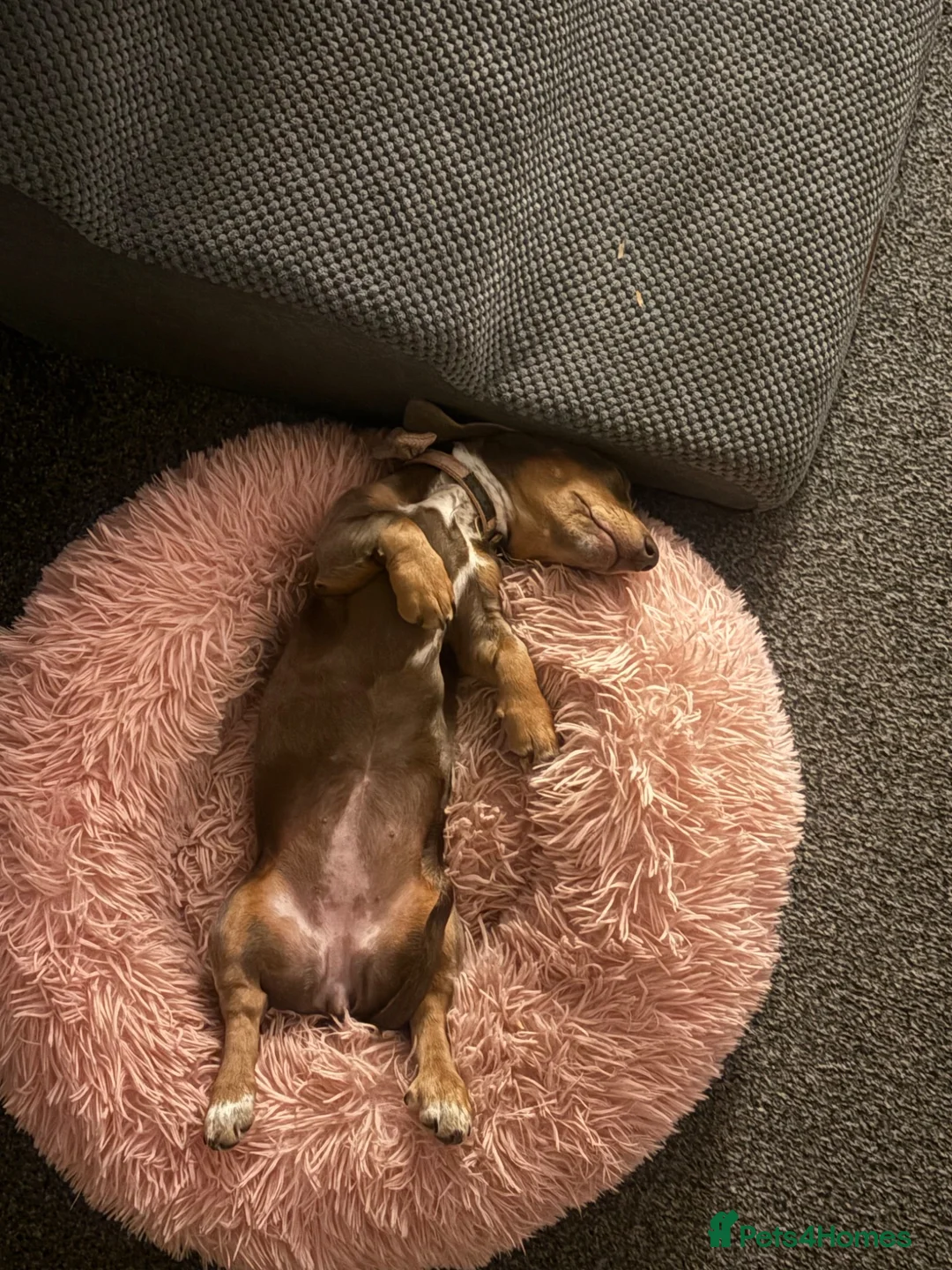 Miniature Dachshund dogs for sale: Daphney in Mexborough - Advert 8