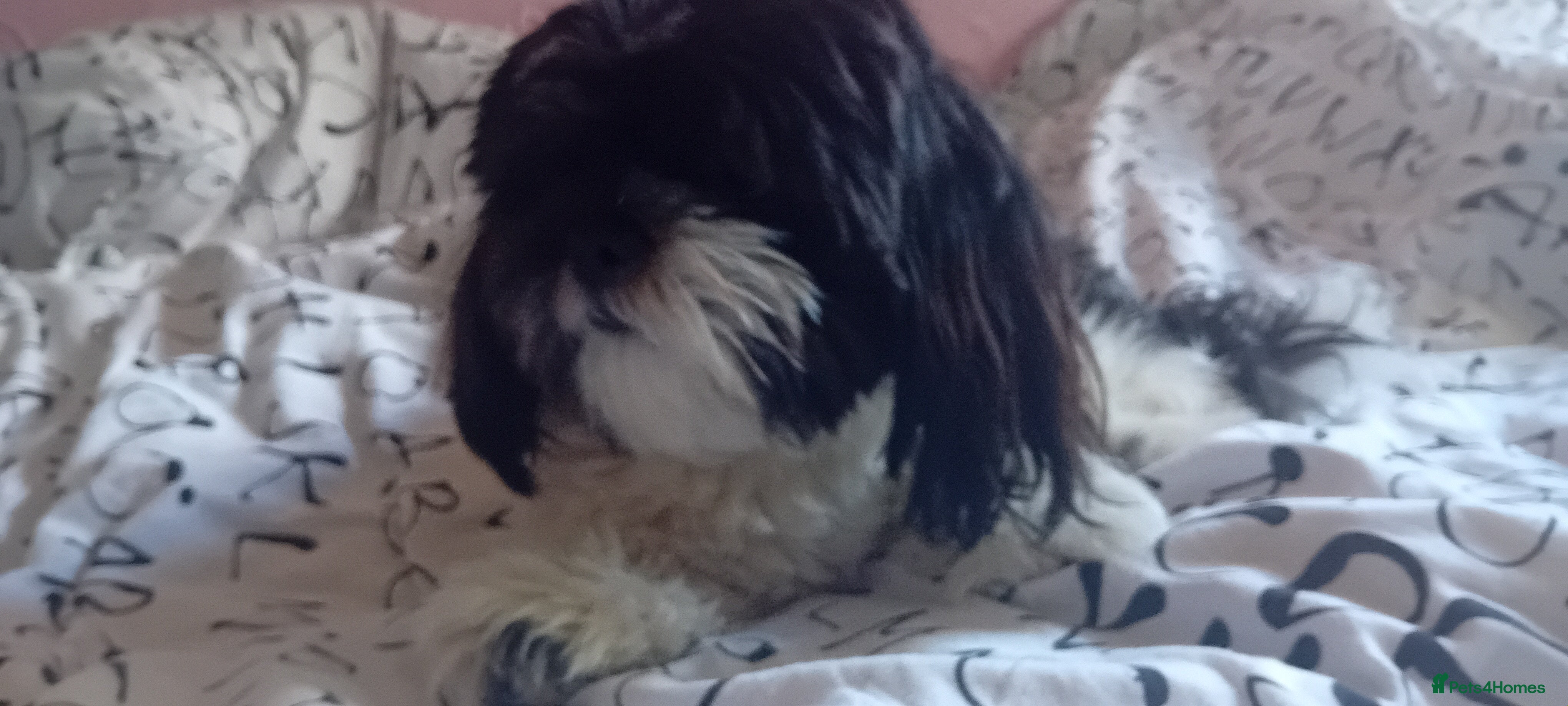 Shih Tzu dogs Sonic  - Advert 2