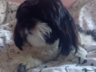 Shih Tzu dogs - Advert 9