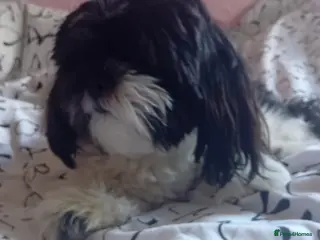 Shih Tzu dogs Sonic - Advert 2