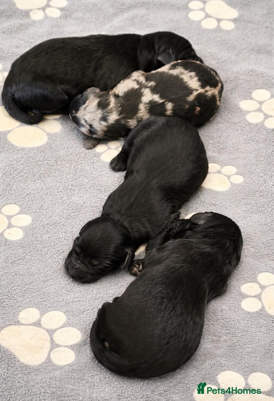 Labradoodle dogs for sale: Beautiful F2B Miniature Labradoodle Puppies  🐾 - Advert 1