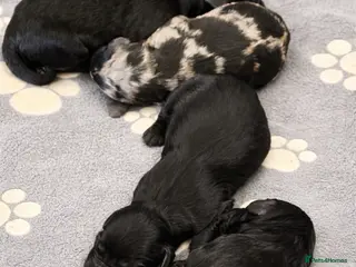 Labradoodle dogs Beautiful F2B Miniature Labradoodle Puppies 🐾 - Advert 6