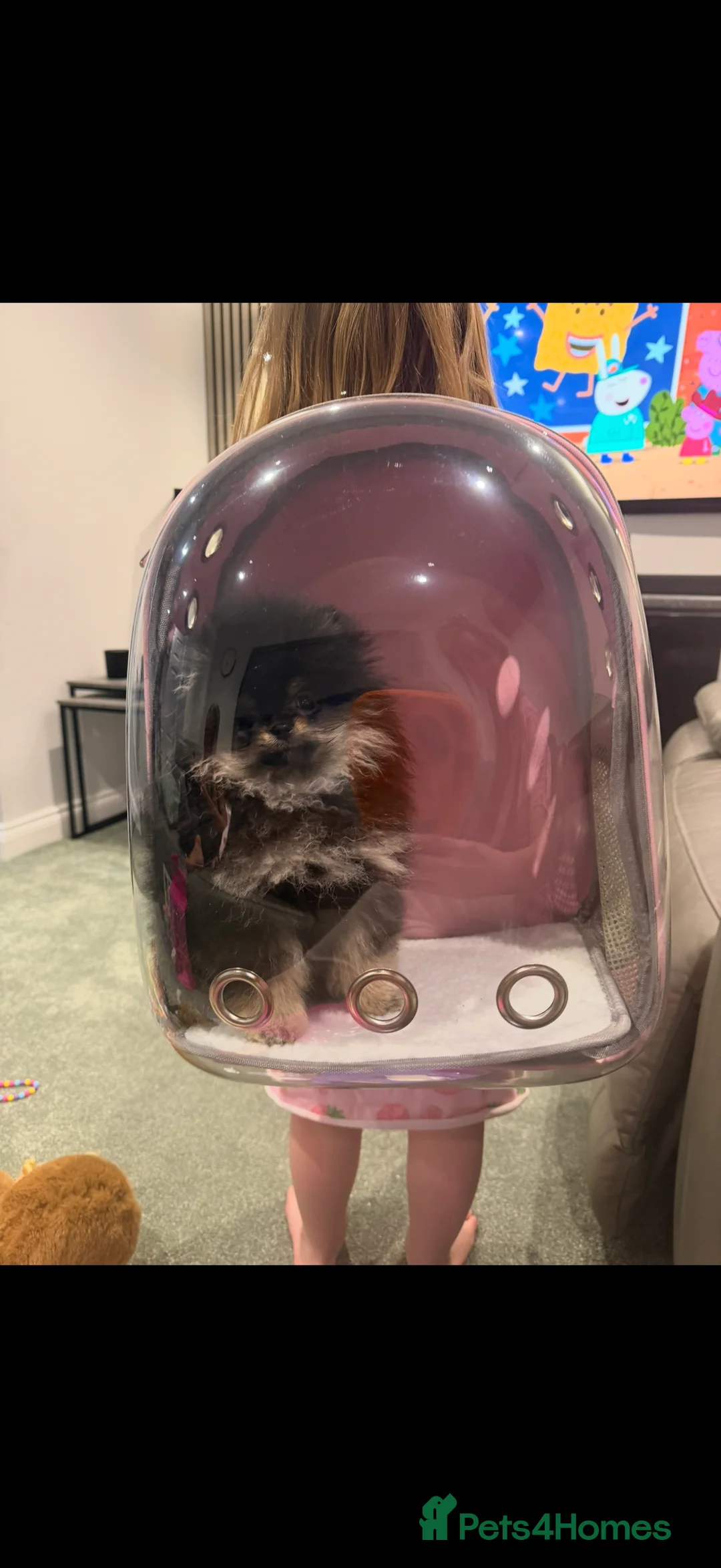 Pomeranian dogs for sale: Mini female Pomeranian - Advert 4