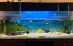 Gouramis fish for sale: Full Aquarium Setup with Tropical Fishes  - Image 1