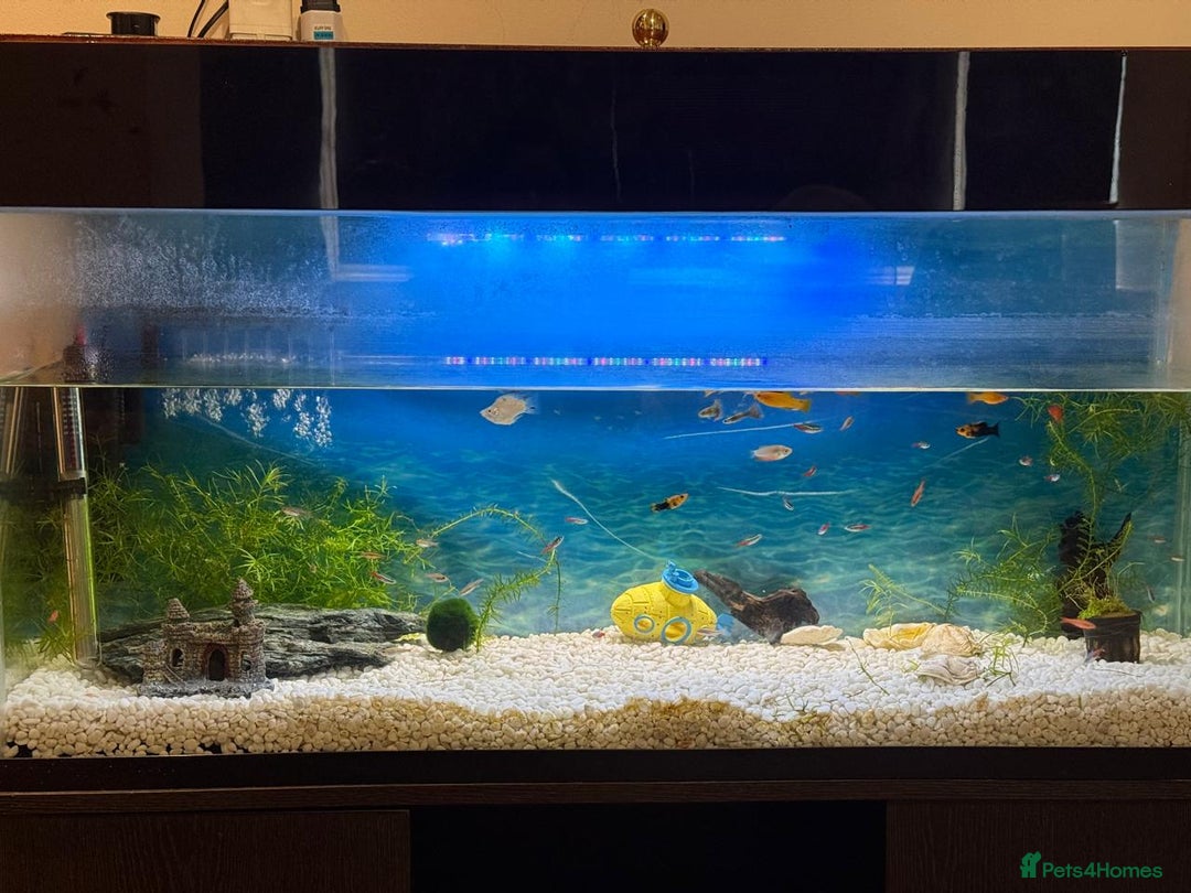 Gouramis fish for sale: Full Aquarium Setup with Tropical Fishes  - Image 1