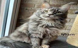 Maine Coon cats for sale: Pure Bred Maine Coon Kittens - Image 3