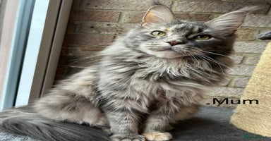 Maine Coon cats - Advert 10