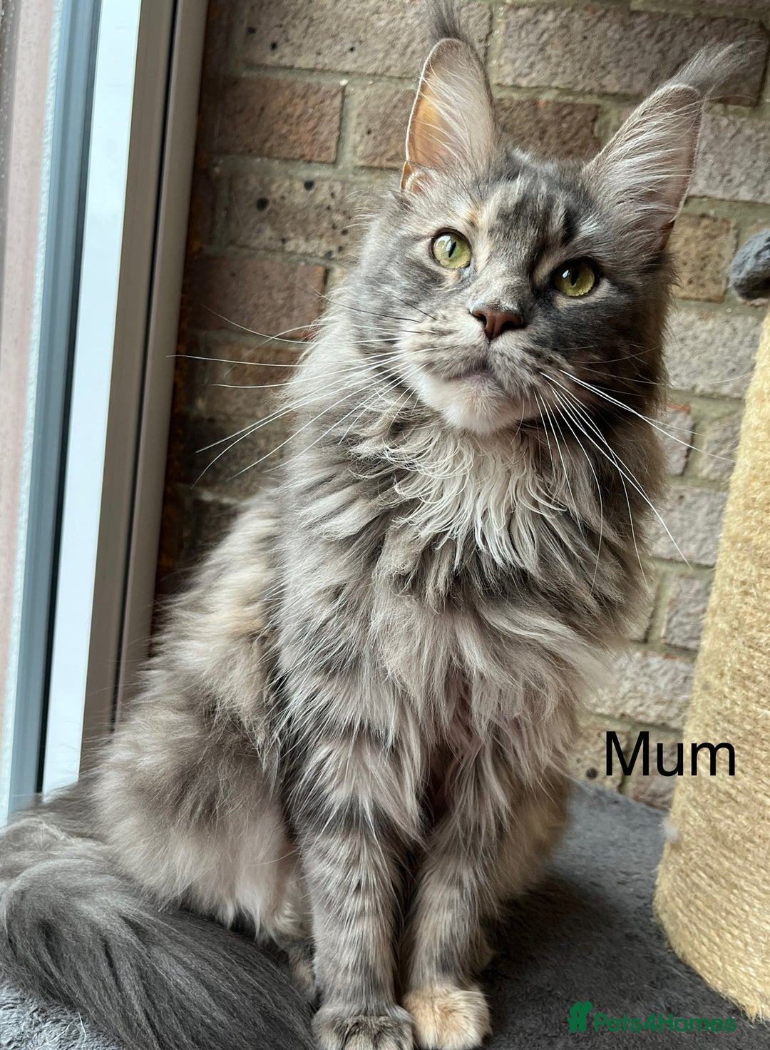 Maine Coon cats for sale: Pure Bred Maine Coon Kittens - Image 3