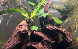 Snails fish for sale: Pink Pearl Ramshorn Snails - Image 4