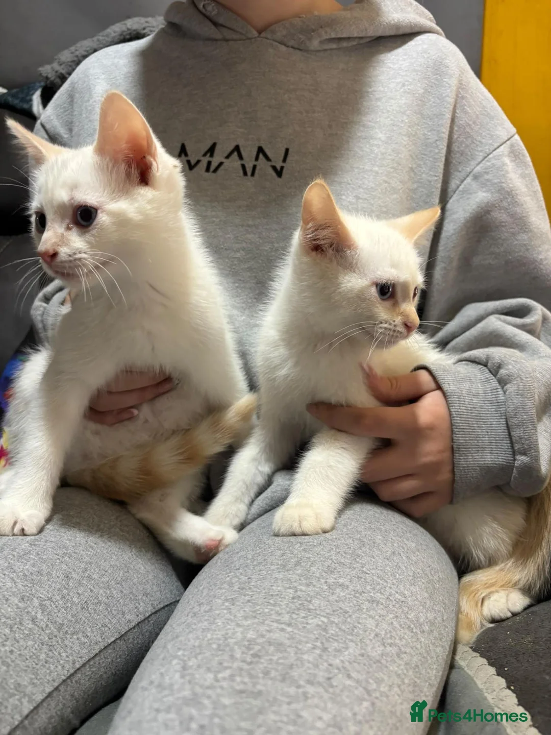 Ragdoll cats for sale: Ragdoll x Siamese kittens - Advert 1