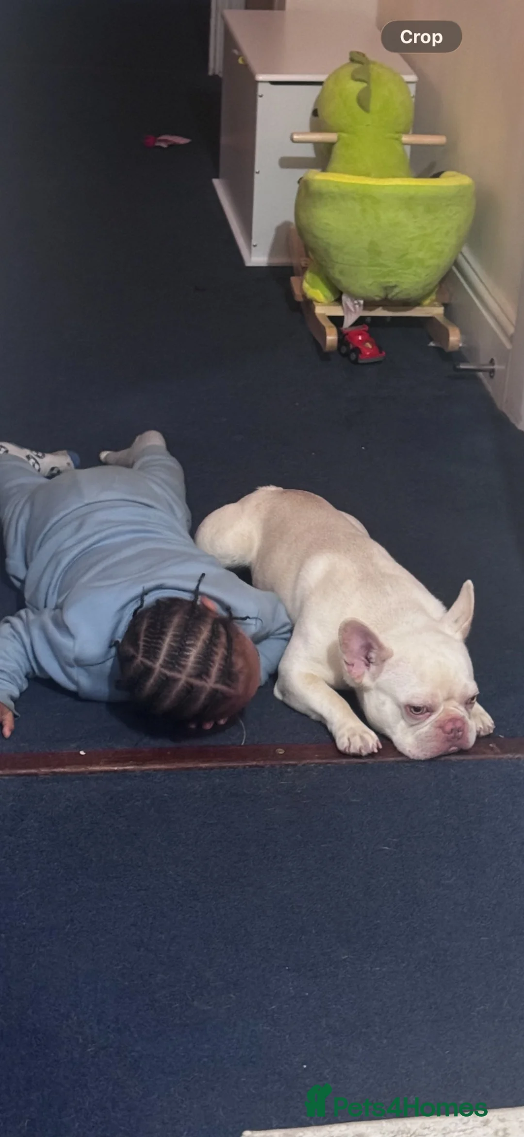French Bulldog dogs for sale: Lovely boy rocky - Advert 5