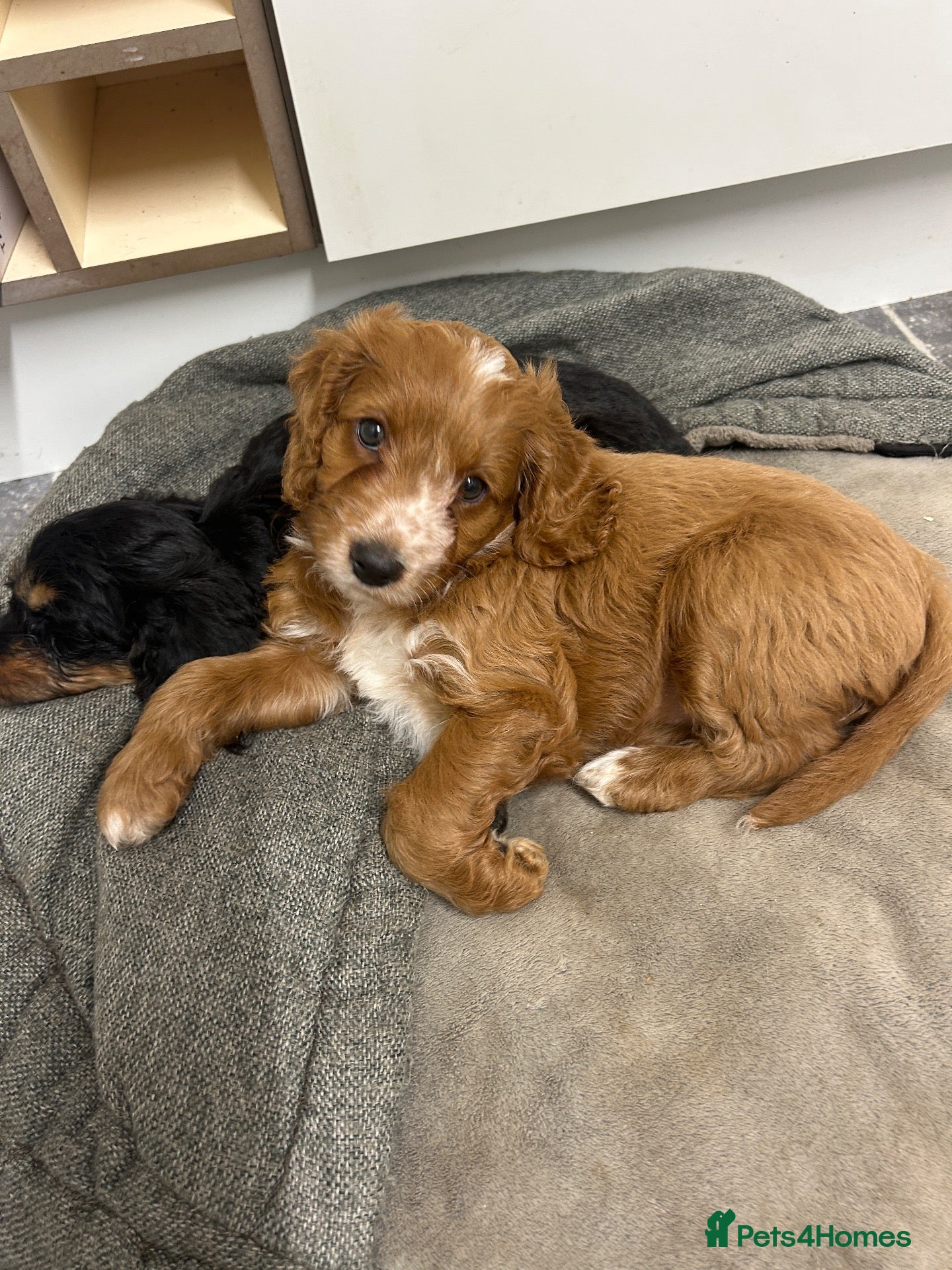 Cockapoo dogs for sale: F1 Cockapoo Puppies - Advert 2
