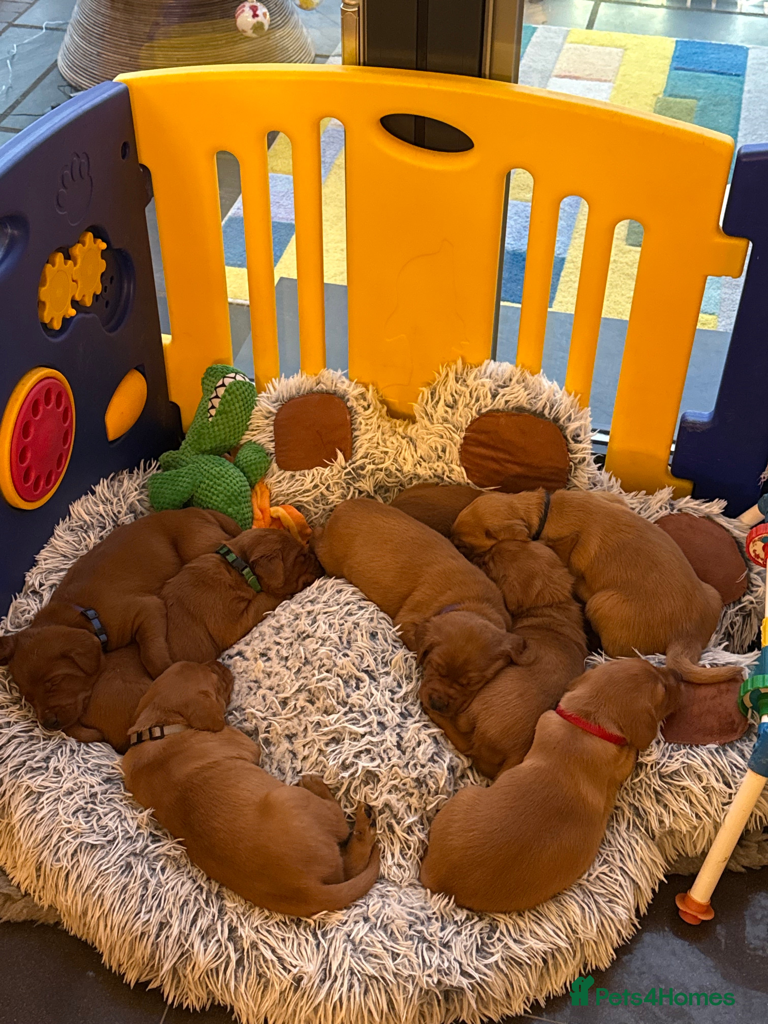 Labrador Retriever dogs Just a beautiful litter Deep reds  - Advert 6