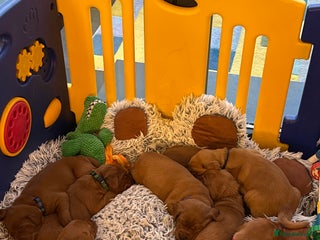 Labrador Retriever dogs Just a beautiful litter Deep reds - Advert 6