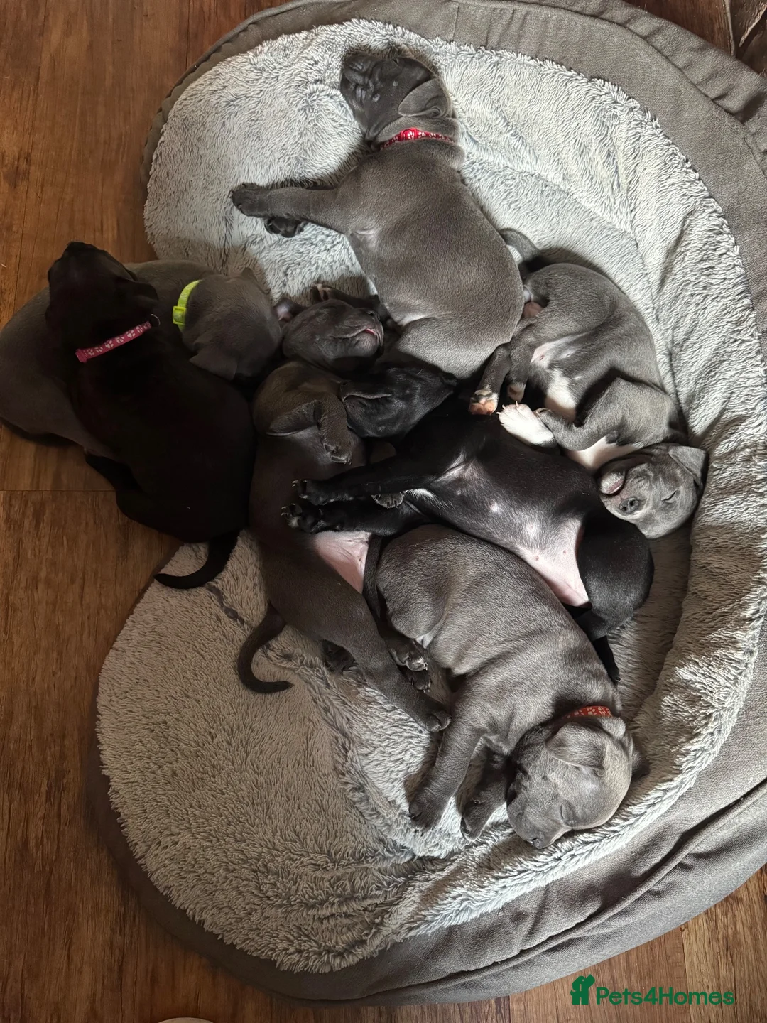 Staffordshire Bull Terrier dogs for sale: Blue and Black Staffies in Deeside - Advert 1
