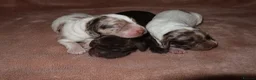 Cocker Spaniel dogs for sale: Adorable cocker spaniel puppies  - Advert 9