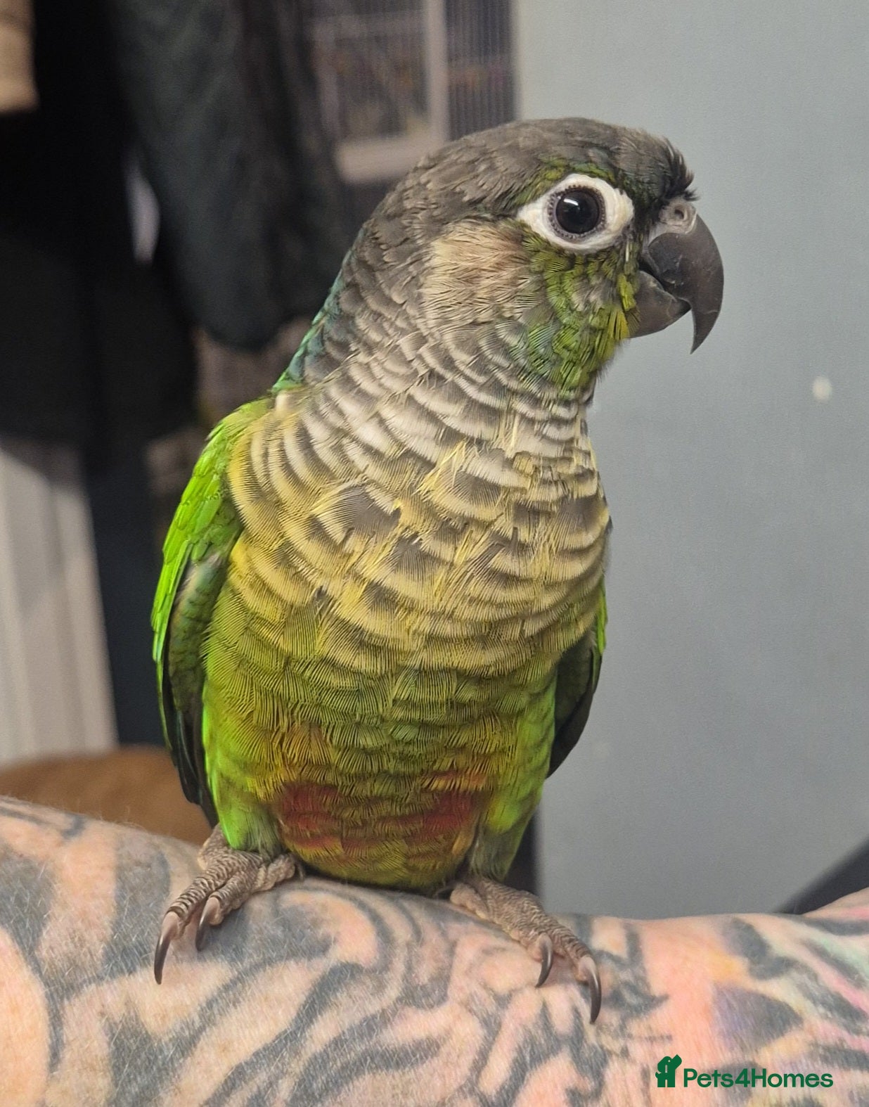 Conures birds Green Cheek Conure - Advert 1