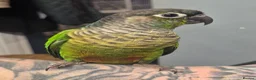 Conures birds for sale: Green Cheek Conure - Advert 1