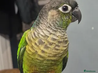 Conures birds Green Cheek Conure - Advert 1