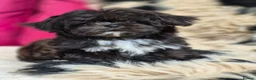 Shih Tzu dogs for sale: Amazing Small Imperial Shih tzu Puppies READY NOW - Advert 8