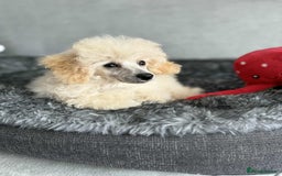 Toy Poodle dogs for sale:  KC Registered Toy Poodle stunning little boy💙 - Image 4
