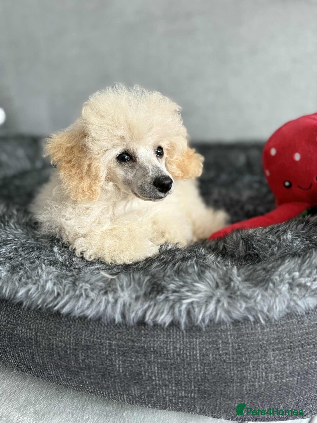 Toy Poodle dogs for sale:  KC Registered Toy Poodle stunning little boy💙 - Image 4