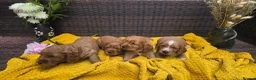 Cockapoo dogs for sale: Cockapoo Puppy Girl Ready Next Week Health Test  - Advert 10