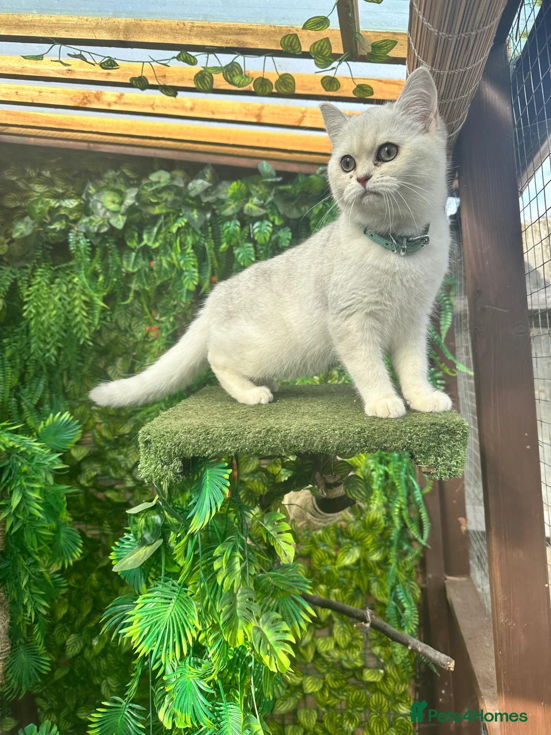 British Shorthair cats for stud: British Shorthair Silver Shaded stud NS11 - Advert 2